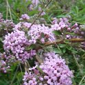 Buddleja alternifolia P2D (2)